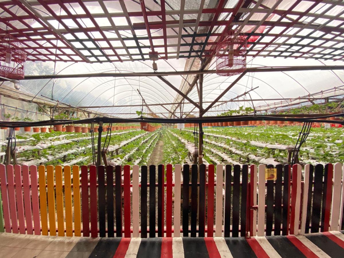 Aiza Homestay Opposite Abang Strawberry Taman Sedia Tanah Rata Exterior photo